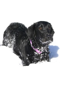 hou je hond fit in de sneeuw